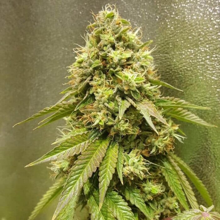 24K-Gold-Seeds.jpg 24K Gold Seeds