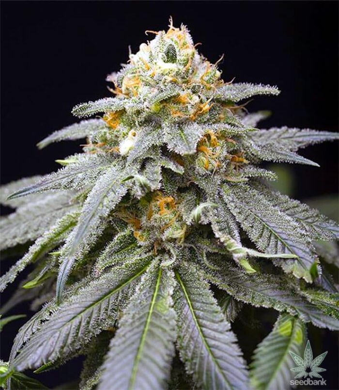 3-Kings-Seeds.jpg 3 Kings Seeds