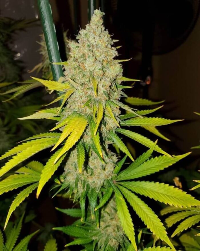 AK-47-Seeds.jpg AK-47 Seeds