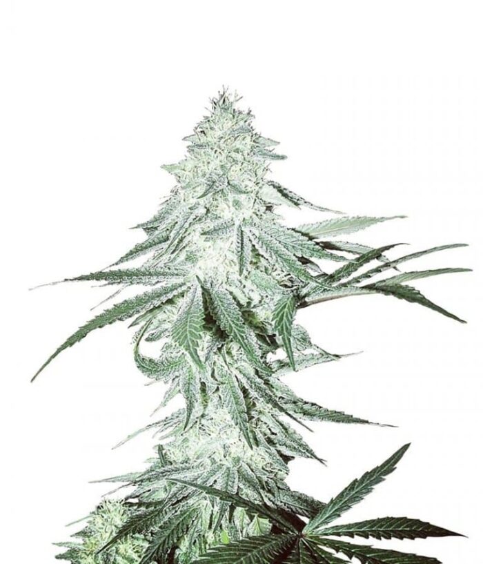 Amnesia-Haze-Seeds.jpg Amnesia Haze Seeds