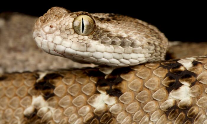 Buy-Echis-ocellatus-Venom-Online.jpg Echis ocellatus Venom
