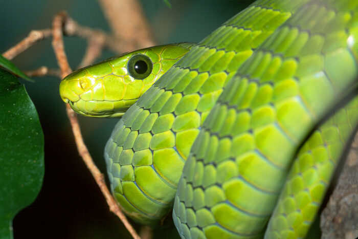 Dendroaspis-Angusticeps-Venom.jpg Dendroaspis Angusticeps Venom