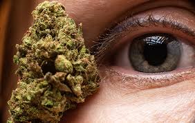 Best Medical Cannabis Strain Near Me