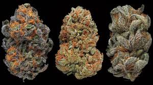 High Quality Cannabis Near Me